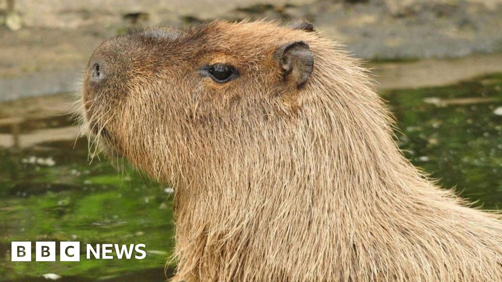 Un capibara de Telford “se asustó al ser alcanzado por una cortadora de césped cerca de una puerta abierta” y ahora se encuentra bien