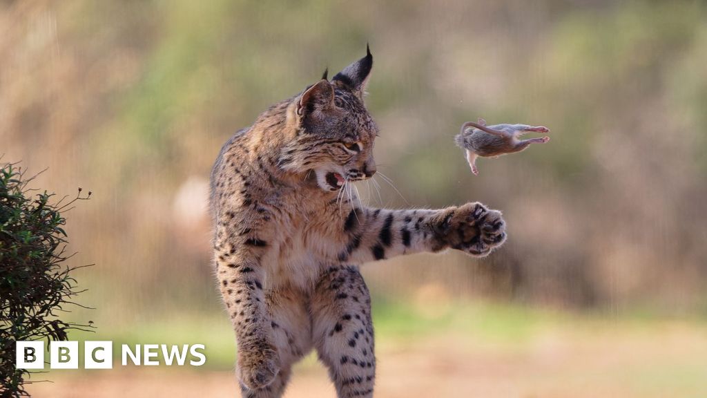 Playful lynx wins wildlife photographer peoples choice prize 2026