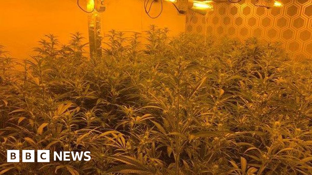 Police uncover cannabis farms across UK, arrest several