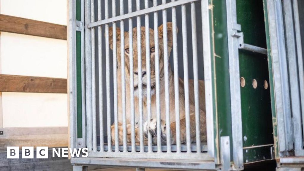 Smarden: Three more lions rescued from war-torn Ukraine