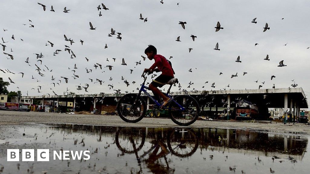 Health v Heritage: Pigeon Feeding Ban Sparks Дебат в Индия 