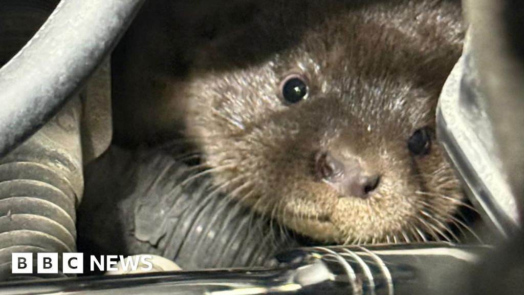 Otter cubs rescued after sheltering in car engine