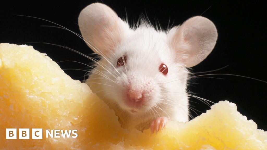 Dinners axed at school after mice found in kitchen