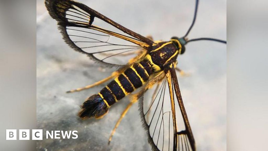 Clearwing tropical moths travel 4,500 miles from Guyana to Port Talbot