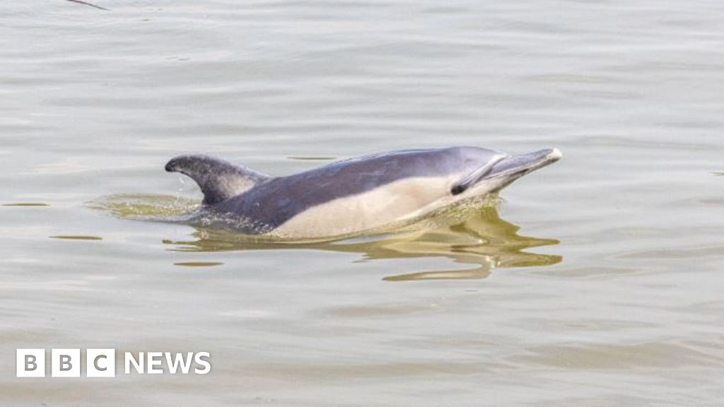 Dolphin found dead on bank of River Thames