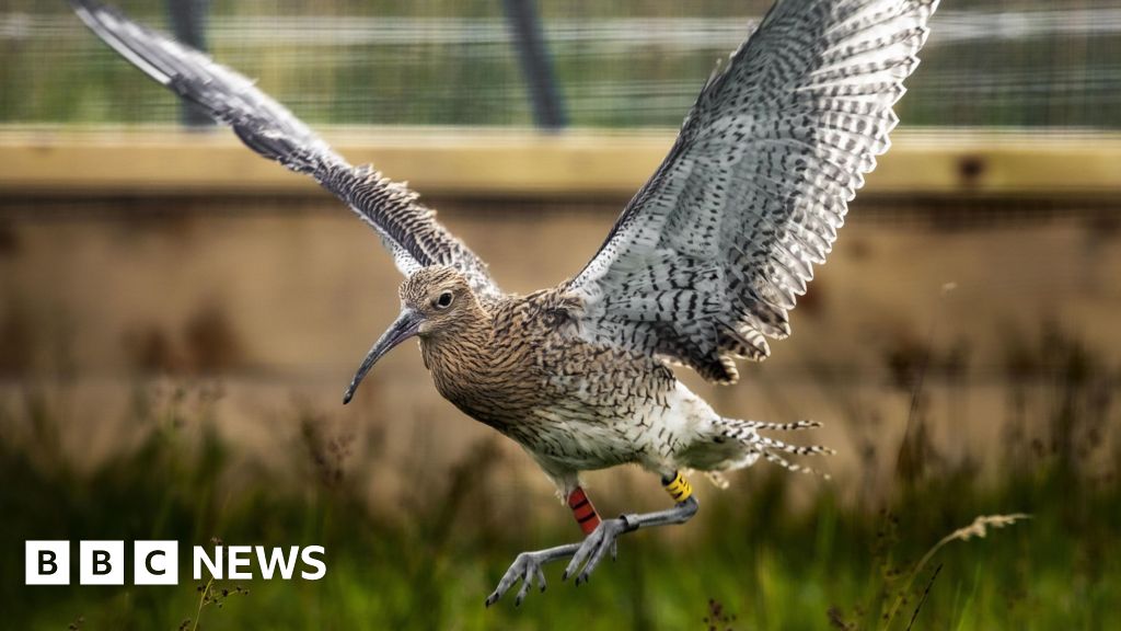 Endangered Curlews Make Epic Journey from Devon to the Algarve