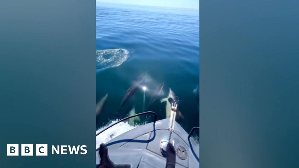 Angler's surprise encounter with pod of dolphins off Welsh coast