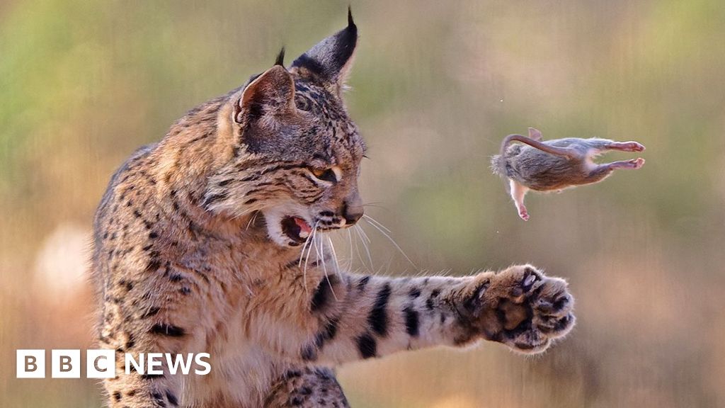 Playful lynx snatches top prize in photo competition