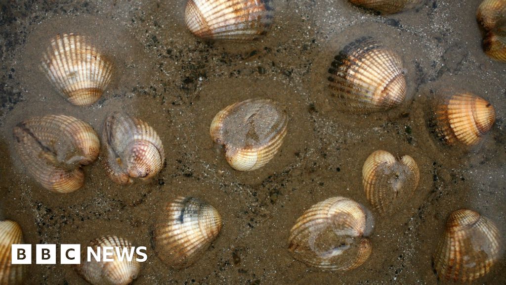 Bacteria, Algae Close US, UK, Ireland Swimming Areas