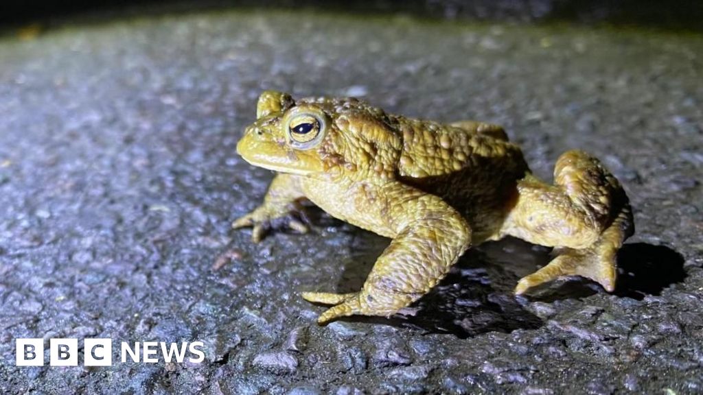 Volunteers Save Over 3,600 Toads, Frogs and Newts in Record Bath Road Patrol Season