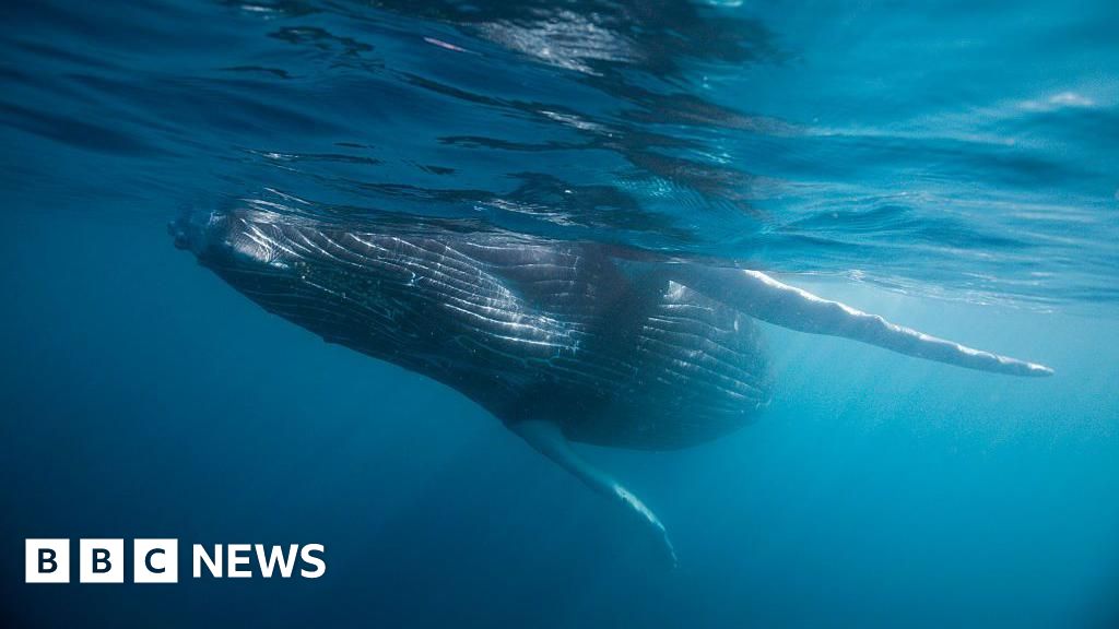 Whale graveyard dating back five million years dis