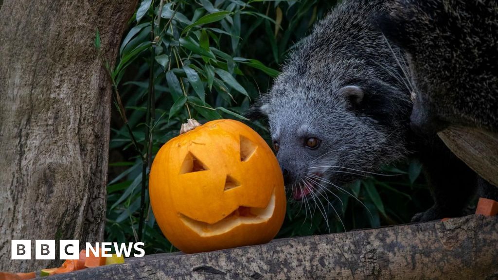 Halloween Cotswold Wildlife Park residents enjoy spooky treats BBC News
