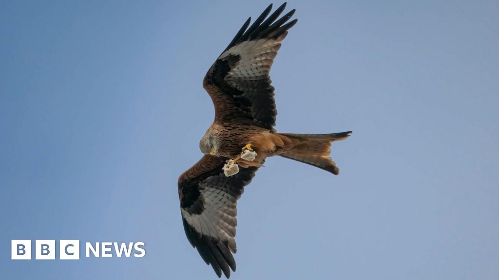 bbc.co.uk - Indy Almroth-Wright - Weekly round-up: Five stories from the South you may have missed