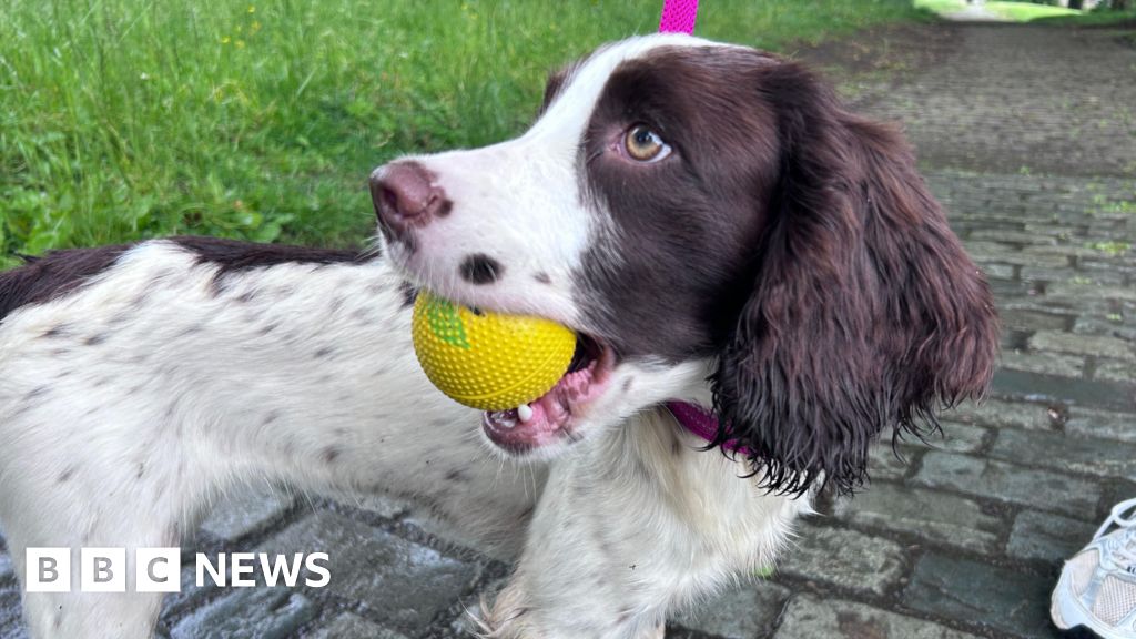 Dog rescued from squalid conditions finds new home in Halifax