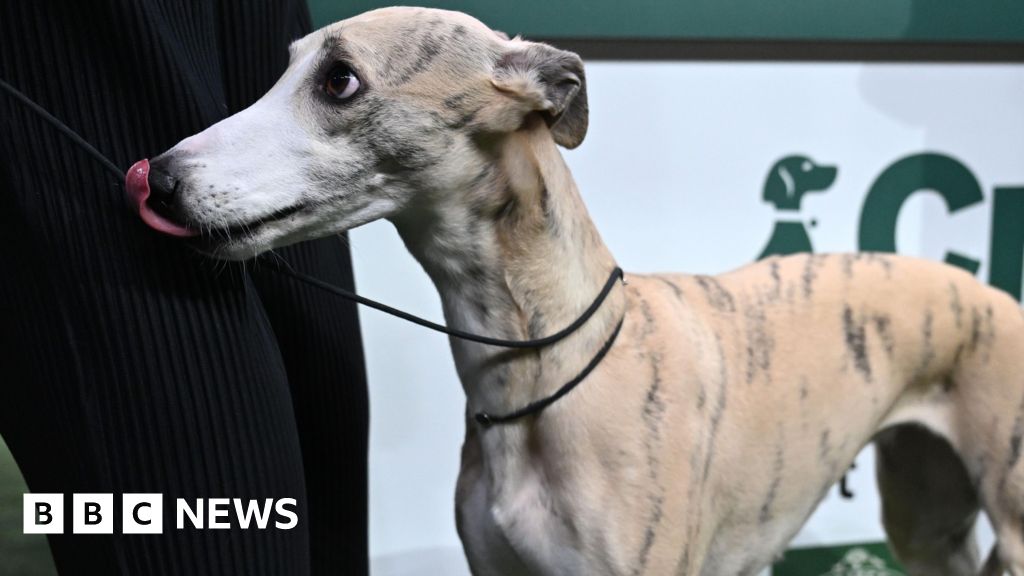 Whippet called Miuccia wins best in show at Crufts