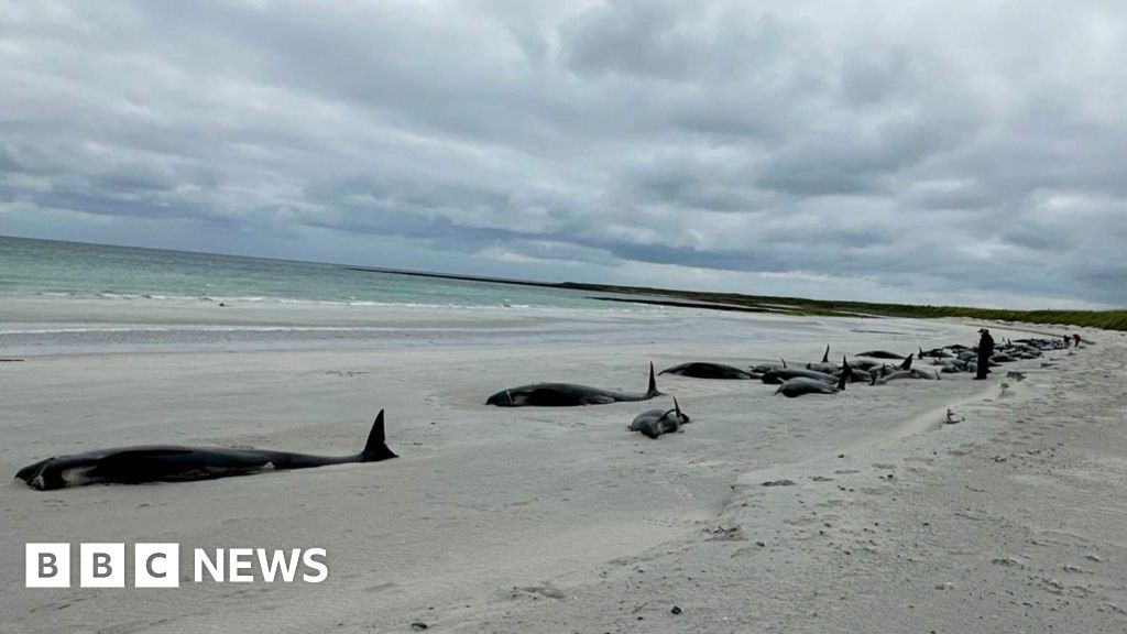 Dozens of whales dead in 'biggest mass stranding in decades'