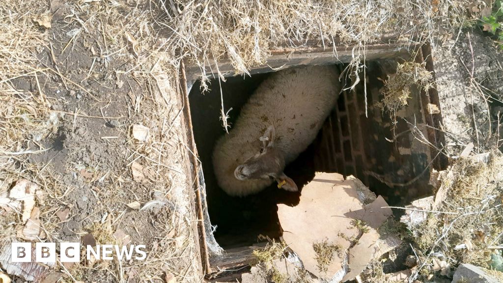 Ashby Magna: Woman finds lamb stuck in manhole 