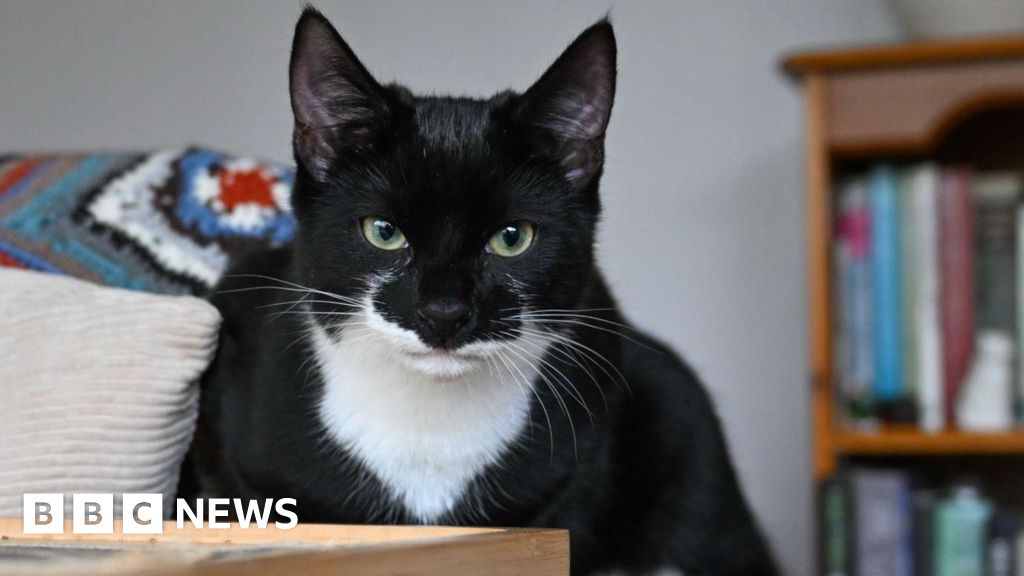 What the end of nopet clauses means for renters