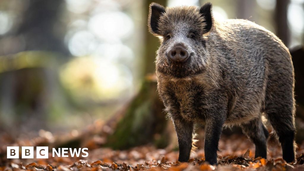 Babi liar melihat Roaming Cairngorms National Park ditangkap dan dimusnahkan