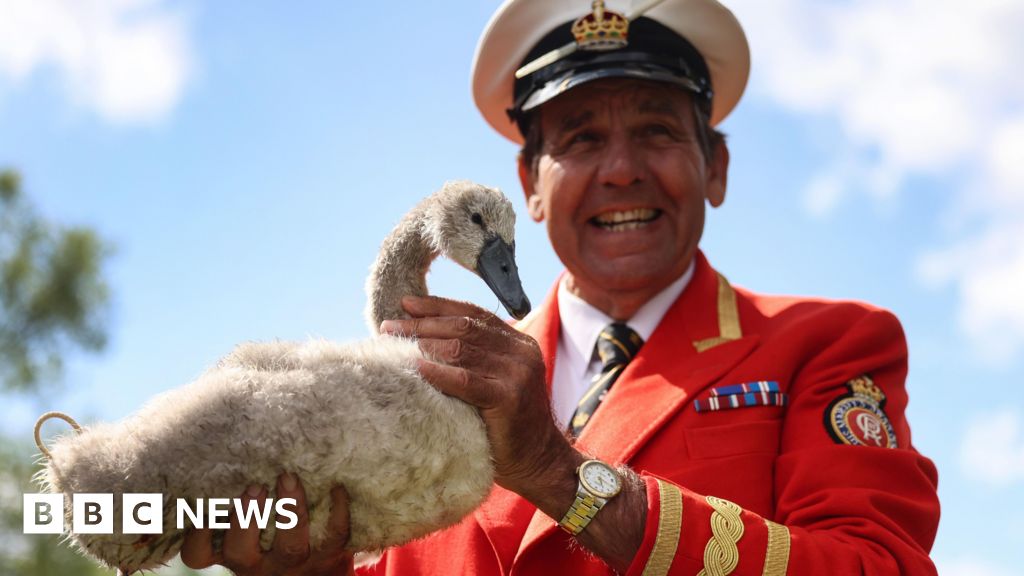 Royal swan count sees numbers on Thames resurface after dip