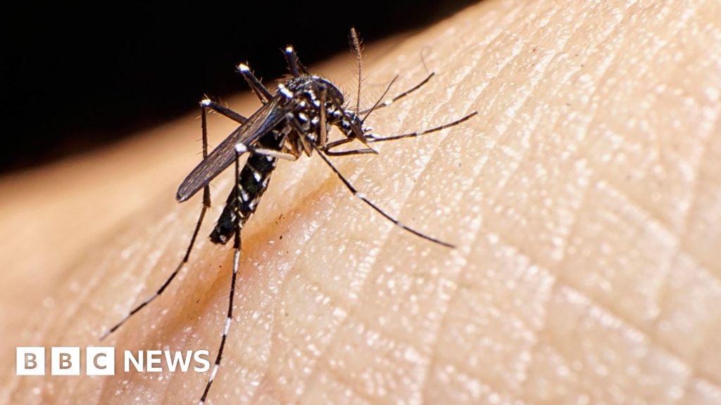 Тигровите комари са причина за нарастването на треската от денга в Европа