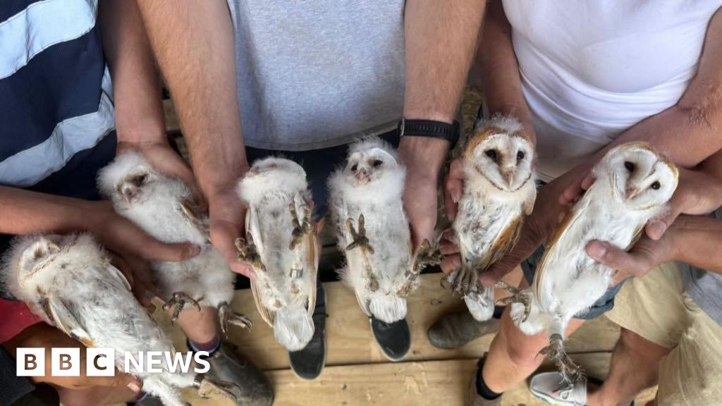 Peterborough farm's delight after six white owlets found nesting - BBC