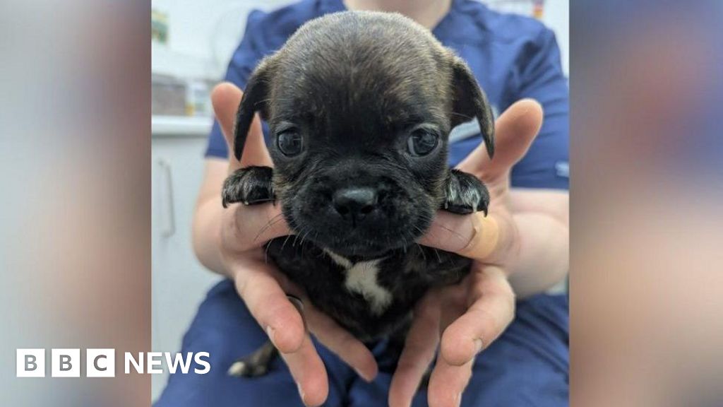Six Puppies Rescued Abandoned East Yorkshire Heatwave
