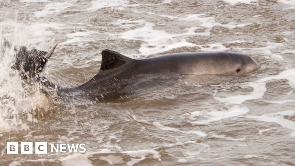 Drastic 97% Decline in Porpoise Sightings Near Protected Welsh Island Raises Climate Concerns