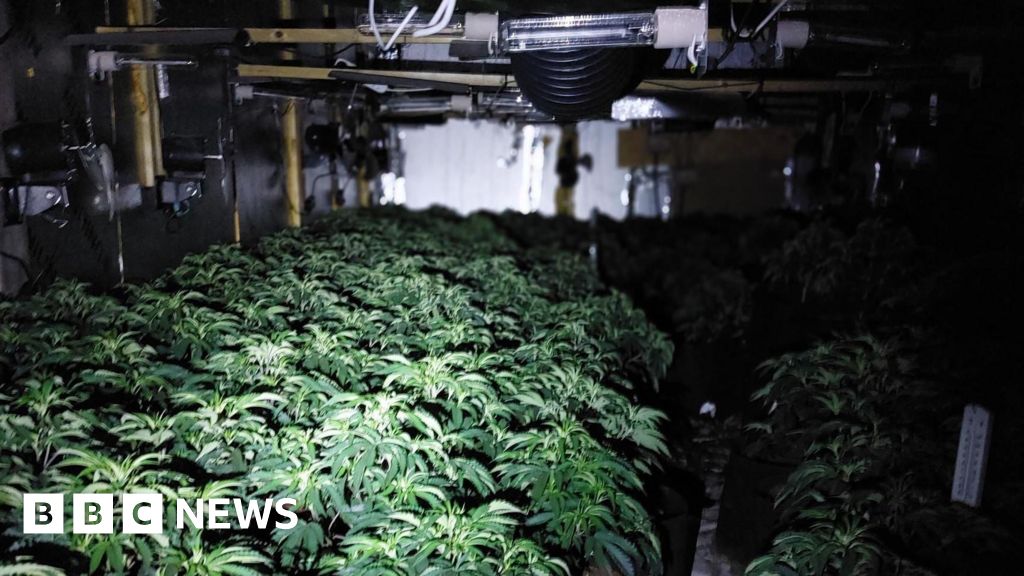 Police Raid Cannabis Farms in Lancashire