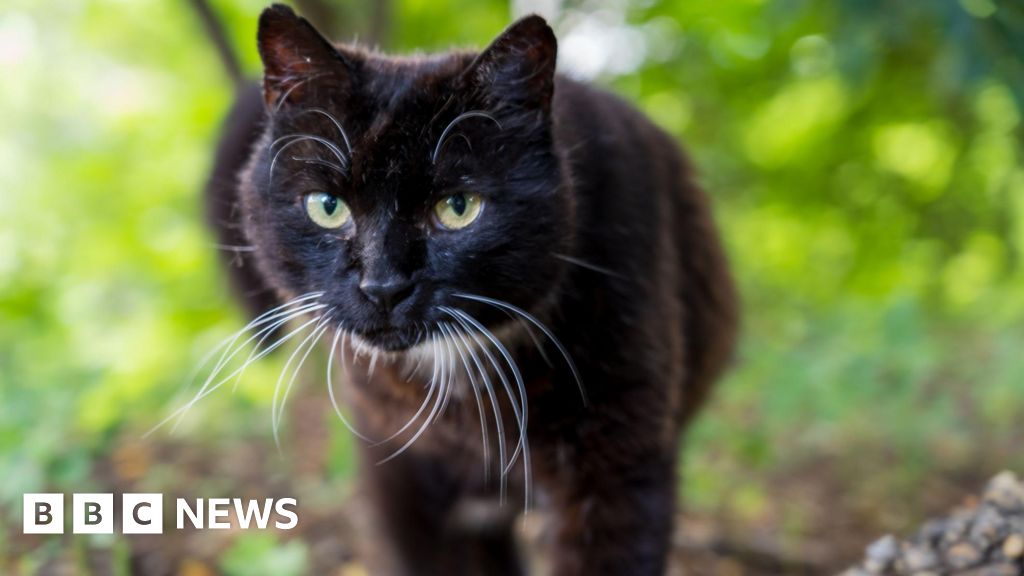 Headlines: Cat threat to birds and Porsche crash