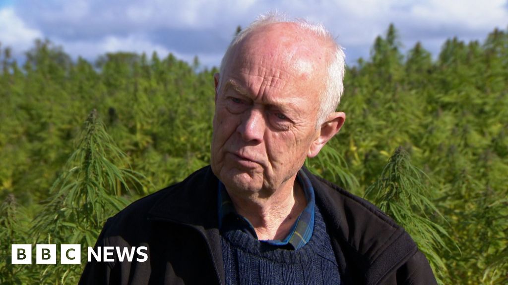 The hemp farmers who have to hide their crops
