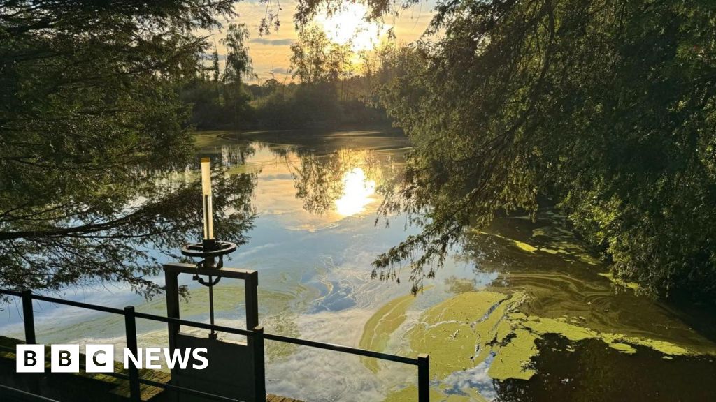 bbc.co.uk - Joshua Askew - The forgotten powerhouse in Surrey-Sussex border forest