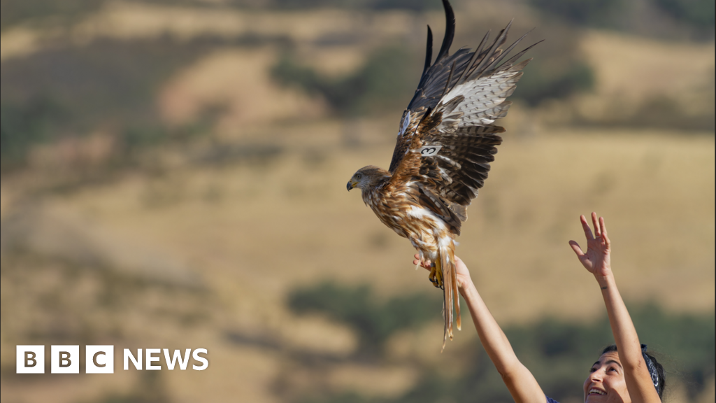 Back from the brink: UK red kites aid Spanish cousins