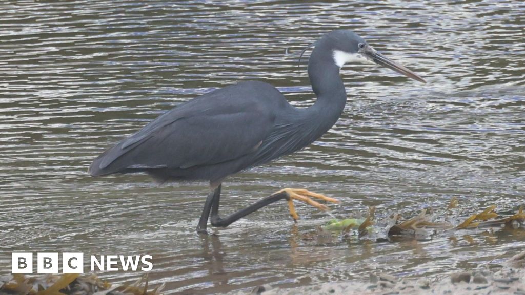 Hundreds of twitchers flock to see African bird in