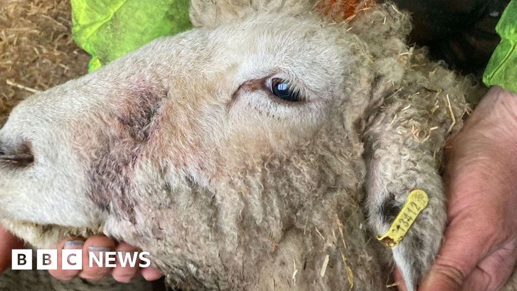 Sheep-killing XL bullies shooting caught on camera