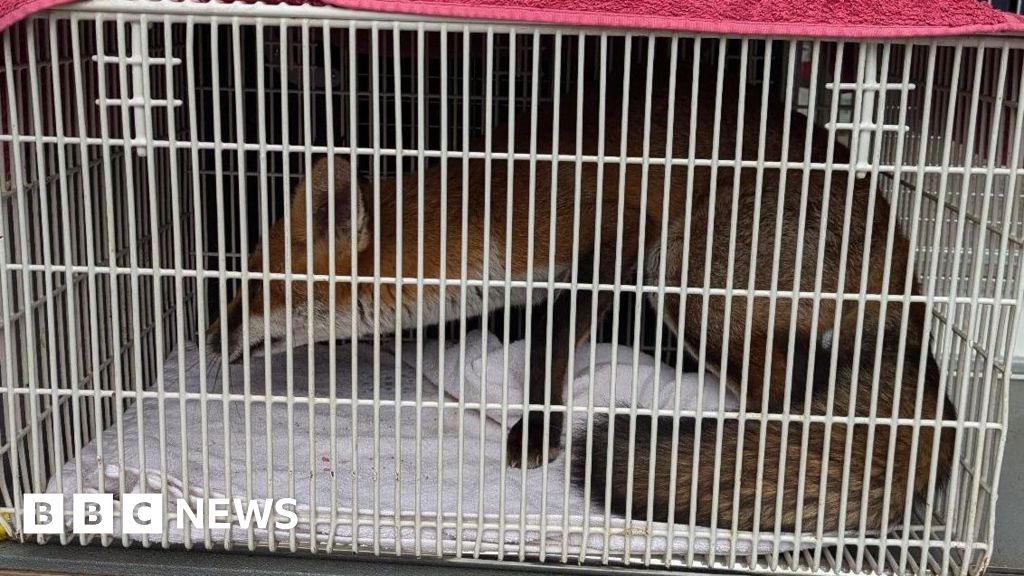 RSPCA Rescues Fox Cubs from Ramsgate Flat