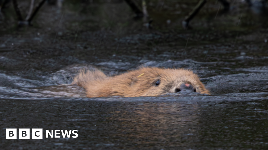 How reintroducing beavers is changing our landscape