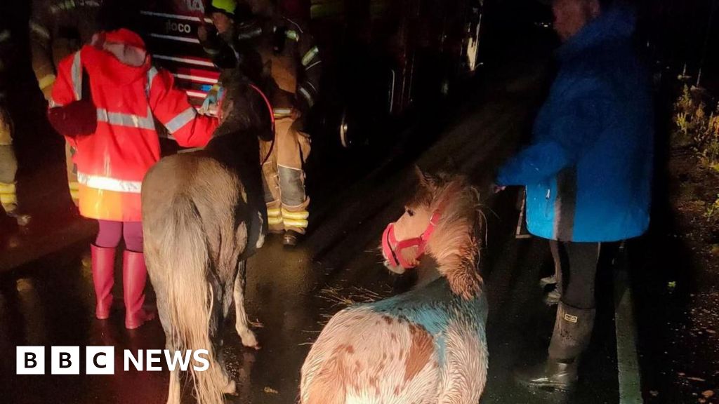 'Heroes' save animals after land 'sacrificed' in floods