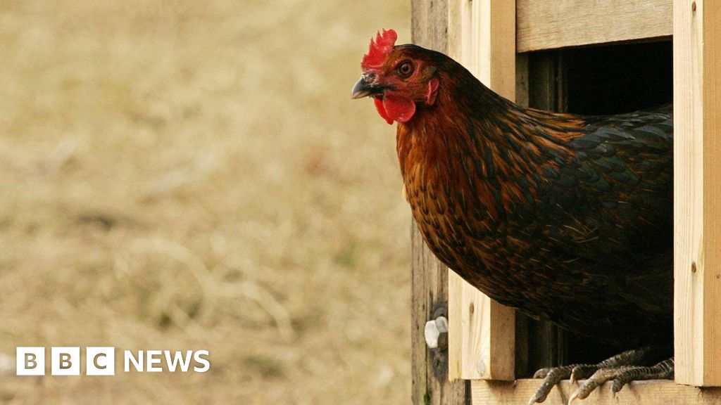 Shropshire in bird flu ‘prevention zone’ after outbreak