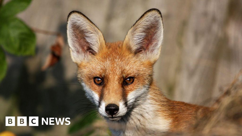 Ambleside illegal fox hunt probe sees four more arrests