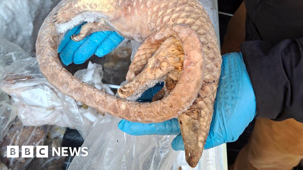 Frozen pangolin among illegal bushmeat seized