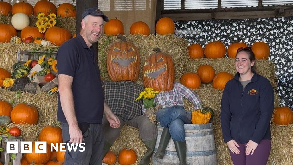 Large pumpkins on East Yorkshire farm under sunny weather