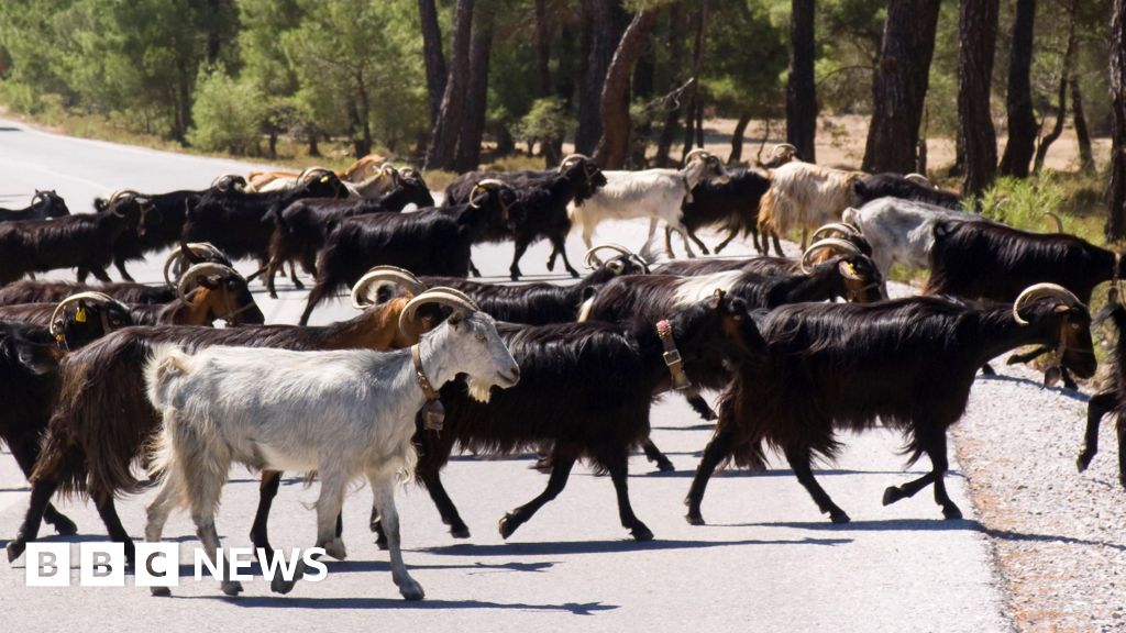 Greece imposes restrictions to tackle ‘goat plague’