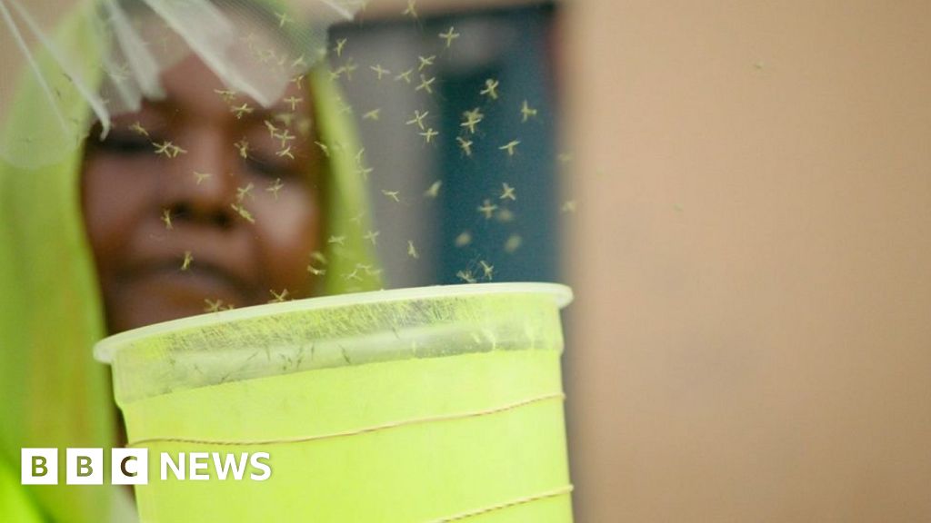 Genetically modified mosquitoes released to fight malaria