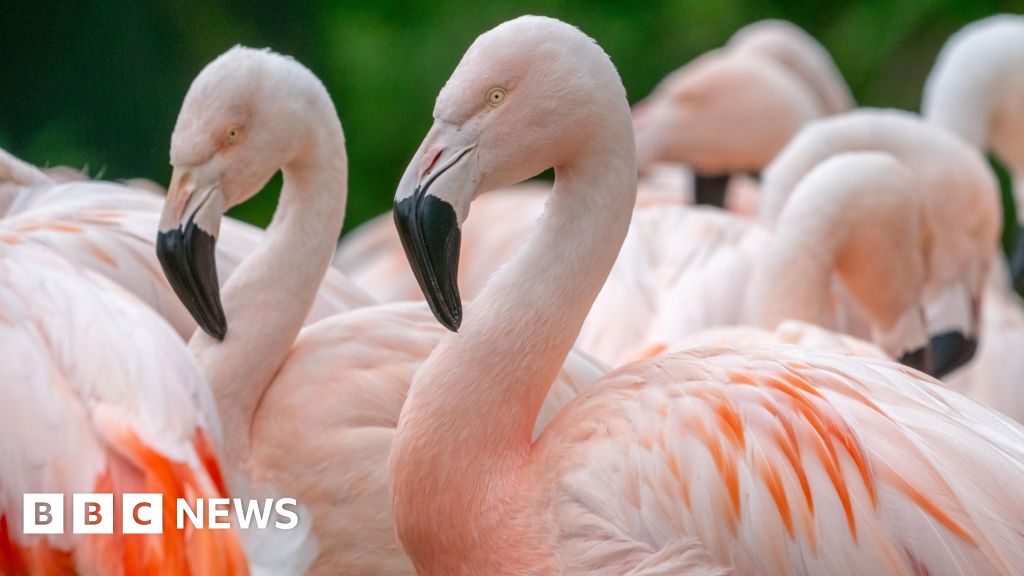 WWT Washington flamingos celebrate 40th birthdays