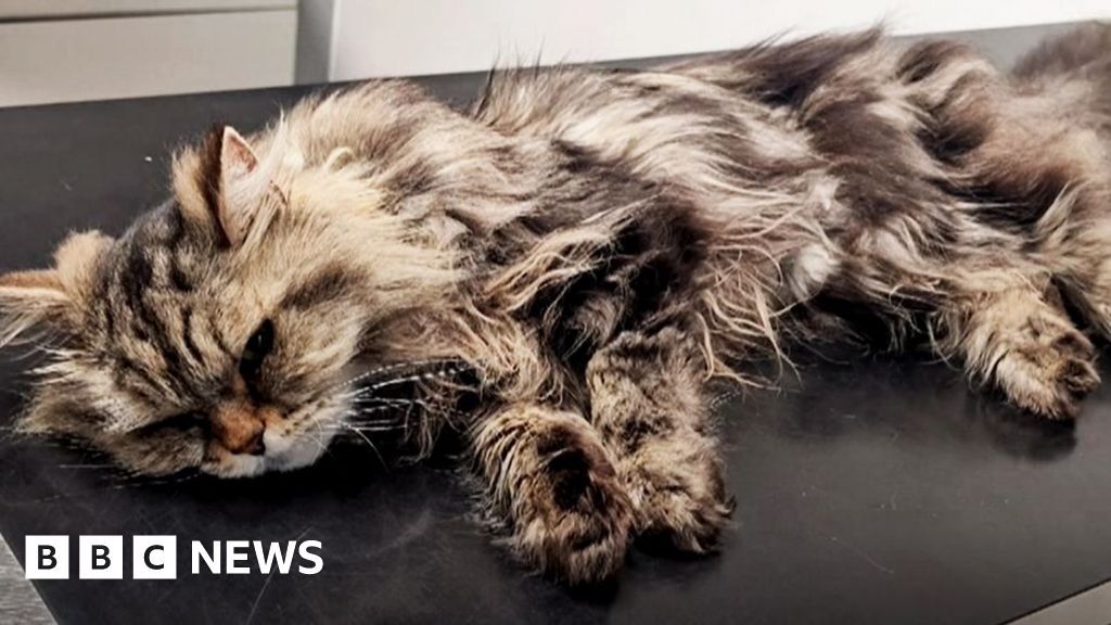 Rescuing my poisoned cat cost £3,000 - here's how to spot fake medicine