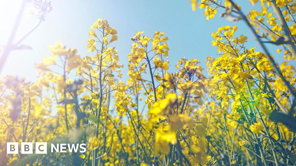 Nature's Rx: NHS Embraces Green Therapy to Boost Mental Wellbeing