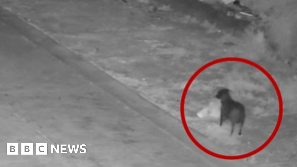 Italiaanse autoriteiten beschuldigen een man ervan een hond te hebben getraind om te vliegen