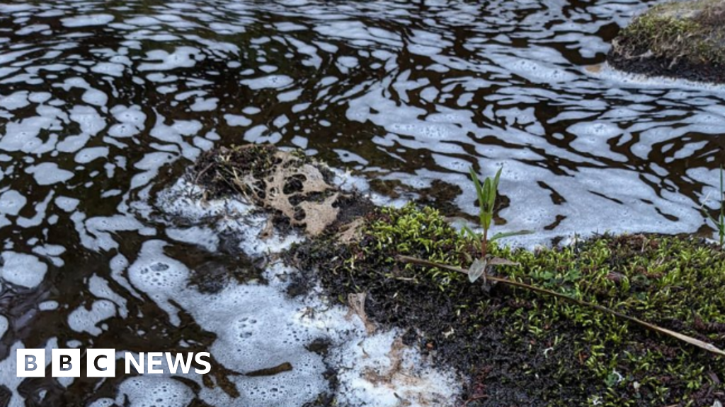 Fish, eels and birds killed in river pollution incident