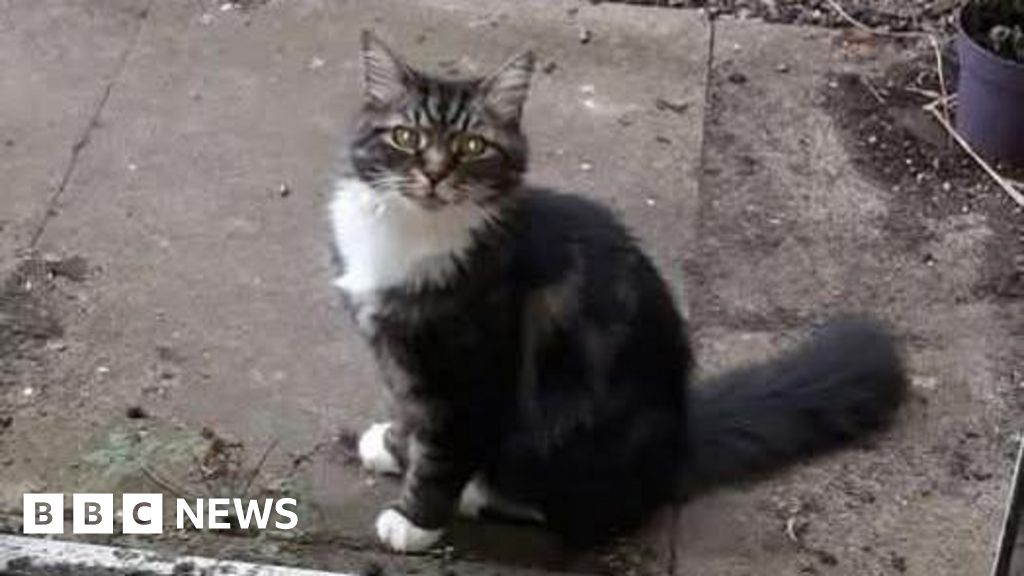Lost Cambridgeshire cat believed found after microchip updated